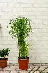 Опора для рослин Kinzo Garden 6 шт - мініатюра 9