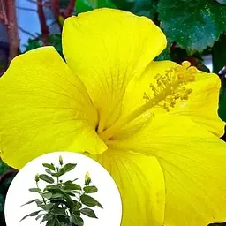 Гібіскус кімнатний Agro-Market Adonis Yellow (167056) 1 саджанець в упаковці кімнатний Нідерланди - мініатюра 2