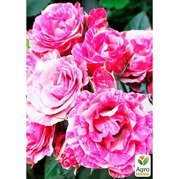 Троянда дрібноквіткова (спрей) Agro-Market Flash Pink саджанець класу АА+ вищий сорт New 1 шт. в упаковці (45919) - мініатюра 2