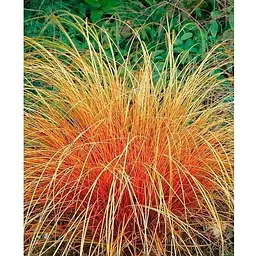 Осока теракотова "Prairie Fire" вазон С2 висота 20-40см (153284) 1 саженец