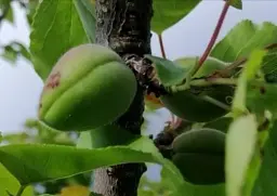 Саджанець Agro-Market Абрикос Ветеран Севастополя (літній сорт, пізній термін дозрівання) 1 шт. в упаковці (25778) - мініатюра 2