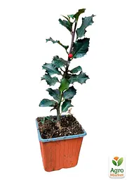 Саджанець Agro-Market Падуб мезерва Блю Принцес (Ilex x meserveae 'Blue Princess') вазон Р9 (71766) - мініатюра 2