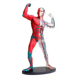 Модель м'язів і скелета людини Edu-Toys SK056 збірна, 19 см