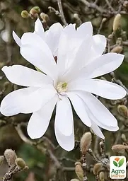 Саджанець Agro-Market Магнолія 4-х річна Stellata (висота 60-80см) (181442) - мініатюра 4