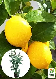 Саджанець Agro-Market Лимон Флорентіна 3 річний 70-90 см 1 шт. в упаковці (183437) - мініатюра 3