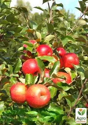 Саджанець Agro-Market Яблуня Хоней Крисп (зимовий сорт, пізній термін дозрівання) 1 шт. в упаковці (23461) - мініатюра 3