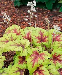 Гейхера Agro-Market Heuchera Stoplight С1 висота 15-30 см 1 саджанець в упаковці - мініатюра 2