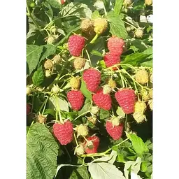 Саджанець Agro-Market Малина Джоан Джей 2 шт. в упаковці (44767) - мініатюра 3