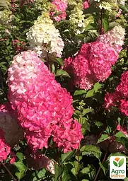 Саджанець Agro-Market Гортензія волотиста 2-х річна Strawberry Blossom висота саджанця 20-30см (176634) - мініатюра 2