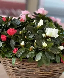 Рододендрон Agro-Market Carnaval кімнатний висота 25-30 см з Нідерландів 3 саженца в упаковці (185122) - мініатюра 2