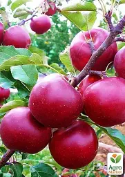 Саджанець Agro-Market Яблуня Джонатан (зимовий сорт, пізній термін дозрівання) 1 шт. в упаковці (25650) - мініатюра 3