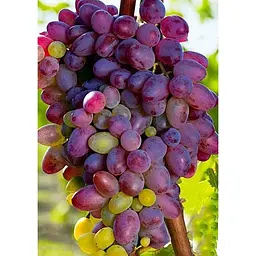 Саджанець Agro-Market Виноград Красуня (ранній термін дозрівання) 1 шт. в упаковці (25523) - мініатюра 4
