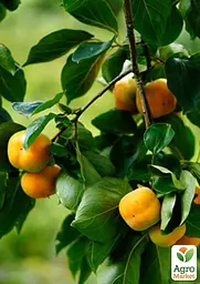 Саджанець Agro-Market Хурма Кіллен на віргінській морозостійкій підщепі 1 шт. в упаковці (101986) - мініатюра 2