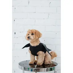 Аксесуар для собак Pet Fashion Web S-M - мініатюра 6