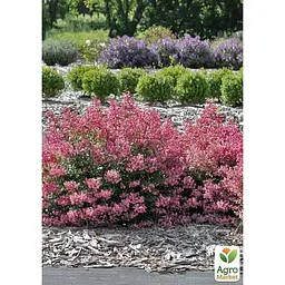 Саджанець Agro-Market Ескалонія Apple Blossom (177268) 1 шт. в упаковці - мініатюра 3