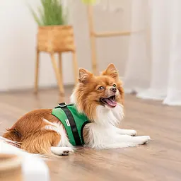 Шлея Ross ТМ Pet Fashion для собак XS2 зелена - мініатюра 4