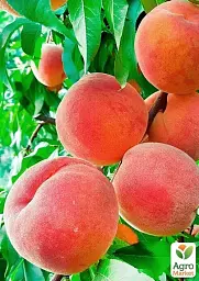 Саджанець Agro-Market Персик Мелітопольський Ясний (великоплідний сорт, ранній термін дозрівання) 1 шт. в упаковці (178435) - мініатюра 2