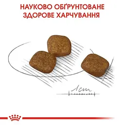 Сухий корм для собак малих порід з тьмяною та сухою шерстю Royal Canin Mini Coat Care, 1 кг (1220010) - мініатюра 5