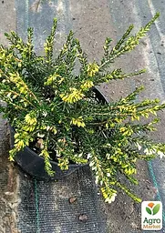Саджанець Agro-Market Еріка трав'яниста White рerfection горщик P11 (46342) - мініатюра 3