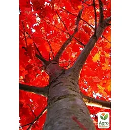 Саджанець Agro-Market Дуб яскраво-червоний Quercus rubra (стійкий до шкідників і хвороб) (44850) - мініатюра 5