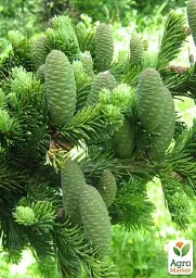 Саджанець Agro-Market Ялиця Маньчжурська 4-літня (Abies holophylla) висота 30-40 см 1 шт. в упаковці (101069) - мініатюра 4