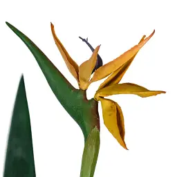 Штучна рослина Engard Strelitzia 120 см (TW-25 ) - мініатюра 4