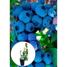 Саджанець Agro-Market Лохина (чорниця садова) Бонус (середньопізній термін дозрівання) 1 шт. в упаковці (46158) - мініатюра 2