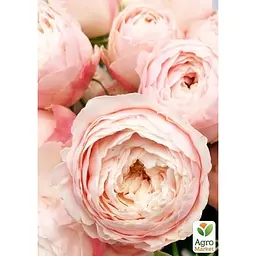 Троянда кущова Agro-Market Менсфілд парк Mansfield Park саджанець класу АА+ вищий сорт 1 шт. в упаковці (179285) - мініатюра 2