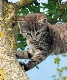 The Cat Encyclopedia - мініатюра 6