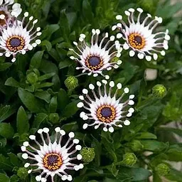 Саджанець Agro-Market Остеоспермум White Whirls (контейнер № 10 висота 10-20 см) (47978) 1 шт. в упаковці - мініатюра 3