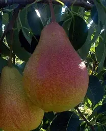 Саджанець Agro-Market Груша Марія (зимовий сорт, пізній термін дозрівання) (35452) 1 шт. в упаковці - мініатюра 2