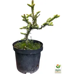 Саджанець Agro-Market Ялиця 3-х річна східна Aurea висота 20-30 см (166986) - мініатюра 5