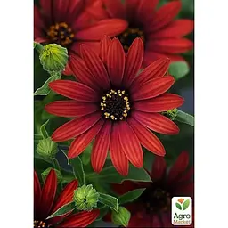 Саджанець Agro-Market Остеоспермум Roberta (контейнер № 10 висота 10-20 см) (49090) 1 шт. в упаковці - мініатюра 3