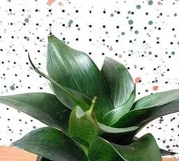 Саджанець Agro-Market Сансевієрія Black Jade висота рослини 15-25 см (181121) 1 шт. в упаковці - мініатюра 2
