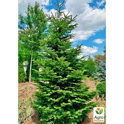 Саджанець Agro-Market Ялиця Віча (Abies Veitchii) горщик P9 (176500) - мініатюра 3