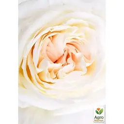 Троянда кущова Agro-Market Вайт Охара саджанець класу АА+ вищий сорт 1 шт. в упаковці (179284) - мініатюра 4