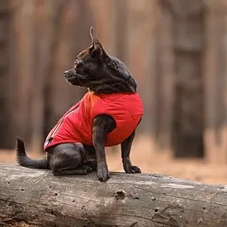 Жилет Pet Fashion E.Vest для собак, розмір L, червоний - мініатюра 10