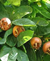 Саджанець Agro-Market Мушмула Німецька (25574) 1 шт. в упаковці - мініатюра 2