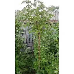 Саджанець Agro-Market Малинове дерево Галактика 1 шт. в упаковці (35348) - мініатюра 2