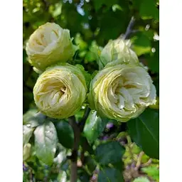 Троянда кущова Agro-Market Веддінг Піано Wedding piano саджанець класу АА+ вищий сорт 1 шт. в упаковці (52545) - мініатюра 3