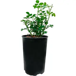 Троянда плетиста Agro-Market Handel саджанець класу АА+ 1 шт. в контейнері (152615) - мініатюра 2