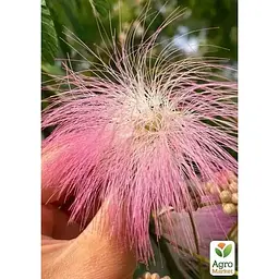 Саджанець Agro-Market Альбіція Ленкоранська 3-річна (висота 120-130 см) (182488) 1 шт. в упаковці - мініатюра 3