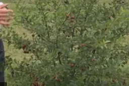 Саджанець Agro-Market Вишня кущова Кармін Джуел 1 шт. в упаковці (48859) - мініатюра 3