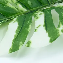 Штучне листя Engard Monstera Alba 73 см (TW-54) - мініатюра 4