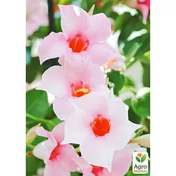 Саджанець Agro-Market Дипладенія (Mandevilla) Classic Cream Pink (квітуча ліана) (178528) 1 шт. - мініатюра 2