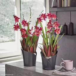 Вазон Lechuza Orchidea, 1 л, сірий (13961) - мініатюра 8