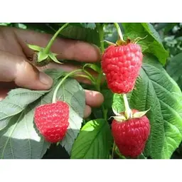 Саджанець Agro-Market Малина Хімба Топ (Himbo-Top) (ремонтантний великоплідний сорт) 2 шт. в упаковці (24602) - мініатюра 2