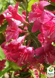 Саджанець Agro-Market Вейгела Брістоль рубі (Bristol Ruby) (44216) - мініатюра 3