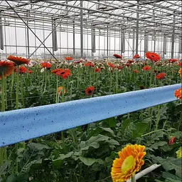 Синя клейова пастка-рол від трипсів з феромоном Russell-15 смх100 м - мініатюра 4