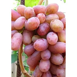 Саджанець Agro-Market Виноград Юліан (дуже ранній термін дозрівання, тривалий період збереження ягід) 1 шт. в упаковці (19804) - мініатюра 3